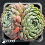 Echeveria Shell Rose Clustering