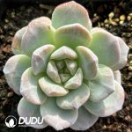 Echeveria Ice Green Monstrose