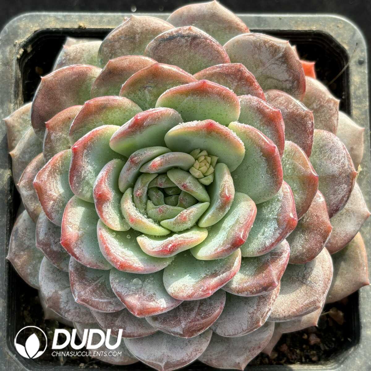 e201-810.jpg Echeveria Amber - Image 1