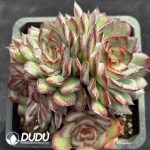 Echeveria Meat Sauce Rose Clustering