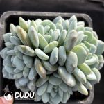 Echeveria Southern Ice Beauty Clustering
