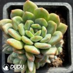 Echeveria Wan Orange Clustering