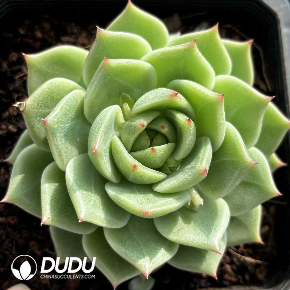 e201-815.jpg Echeveria Blue Eyes - Image 1