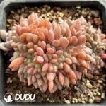 Echeveria Lin Snow Cristata