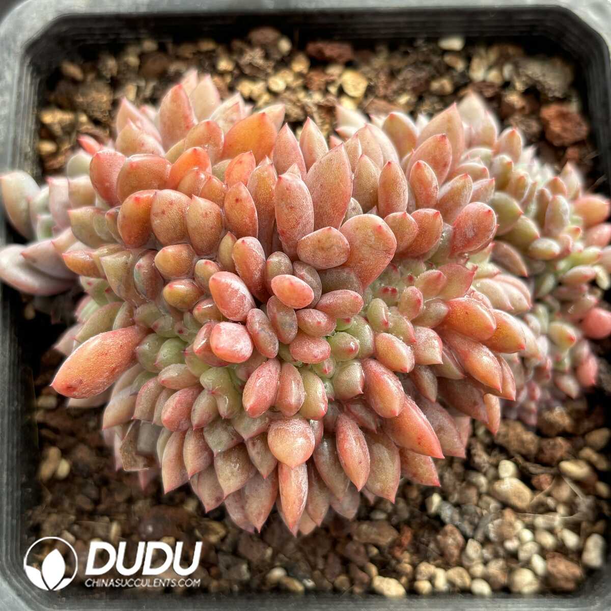 e201-816.jpg Echeveria Lin Snow Cristata - Image 1