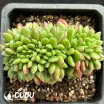 Echeveria Carols Cristata