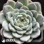 Echeveria Green Amber