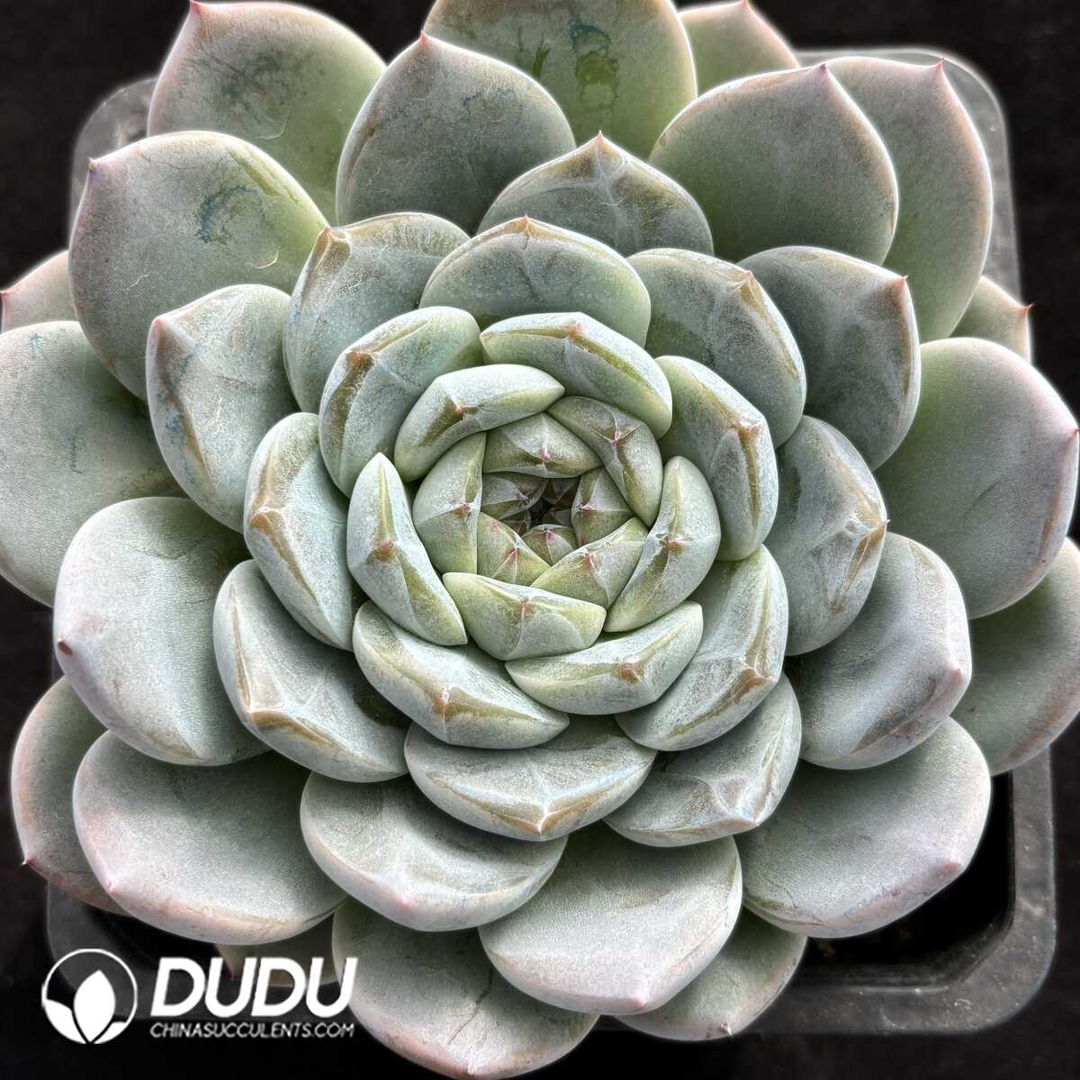 e201-818.jpg Echeveria Green Amber - Image 1