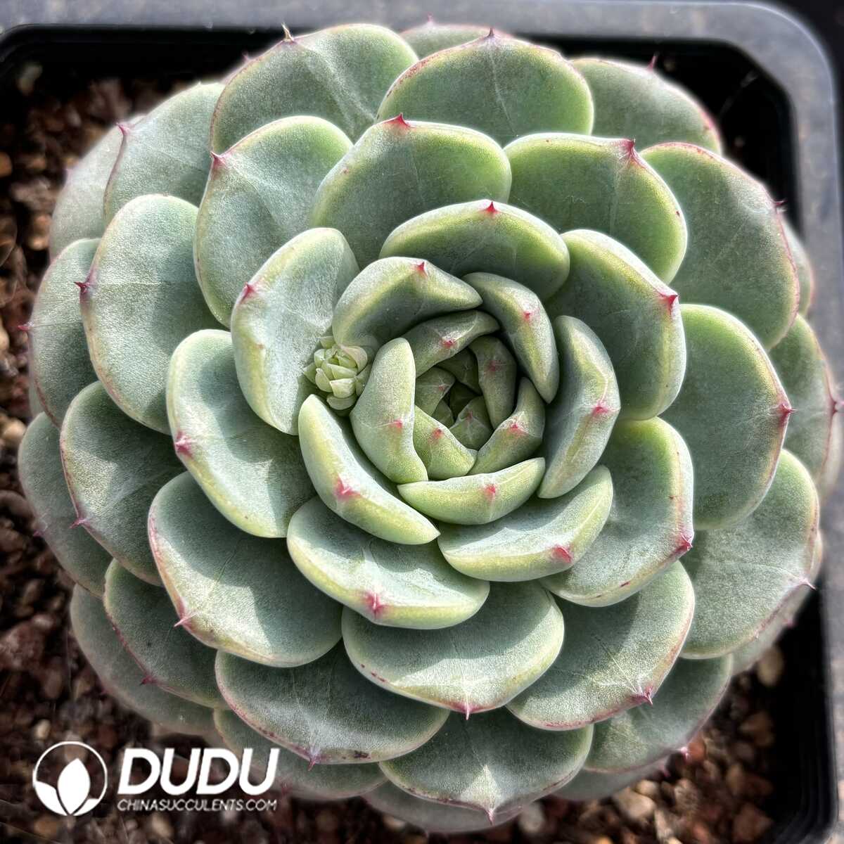 e201-819.jpg Echeveria Hani - Image 1