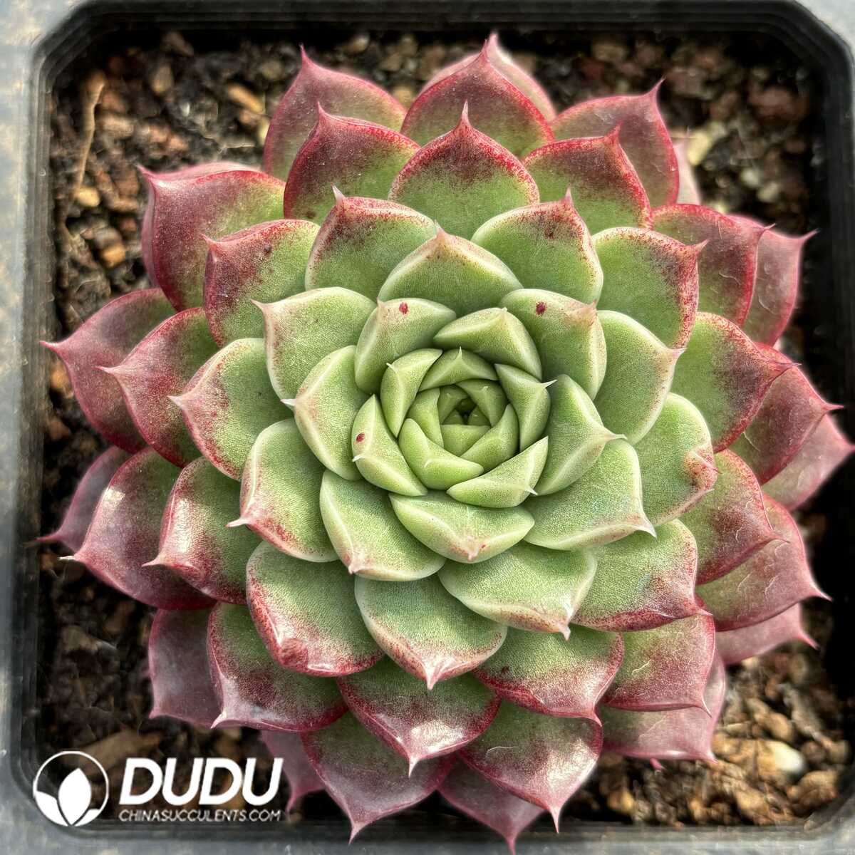 e201-820.jpg Echeveria Leather Rose - Image 1