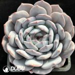 Echeveria Milk Foam