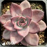 Echeveria Rouge