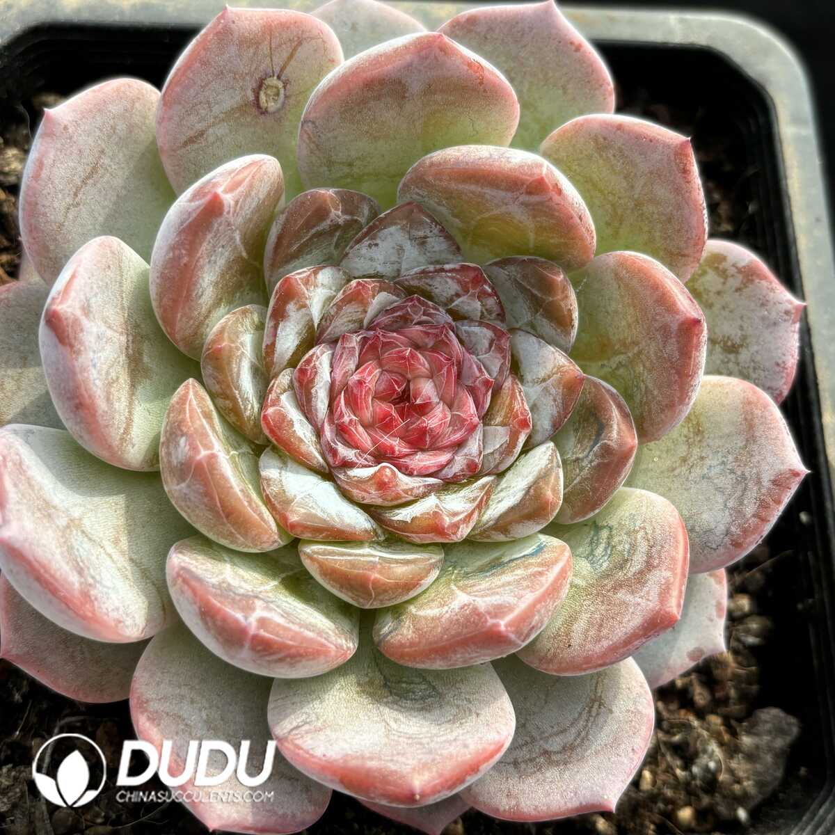 e201-823.jpg Echeveria Sugar Heart Ice Love - Image 1