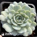 Echeveria Green Ice Smoothie