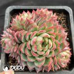 Echeveria Alice Clustering