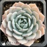 Echeveria White tea