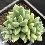 Echeveria Red Ivory Clustering