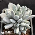 Pachyphytum Fat Beauty Monstrose Clustering
