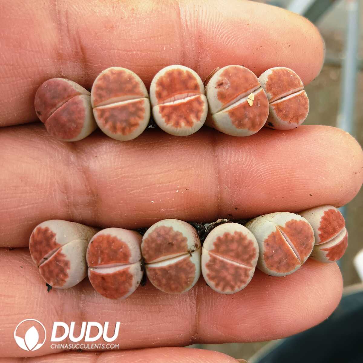 e201-83.jpg Lithops Kosogyoku - Image 1