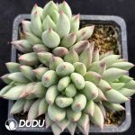 Pachyphytum Yanzi Cluster