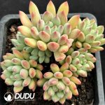 Pachyphytum Bean Elf Clustering