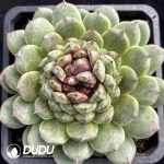 Echeveria Black Sand Beach