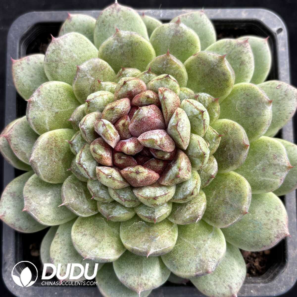 e201-832.jpg Echeveria Black Sand Beach - Image 1