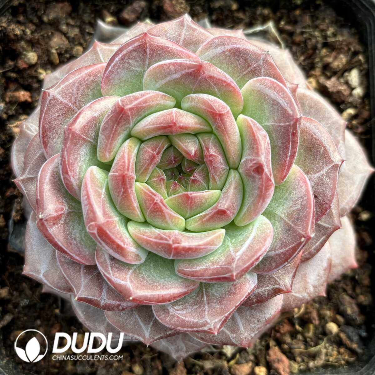 e201-833.jpg Echeveria Red Amber - Image 1