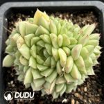 Echeveria Drunken Beauty Clustering