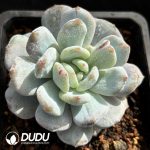 Echeveria Small persimmon cakes