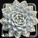 Echeveria Moon Goddess