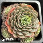 Echeveria Baby Surprise Clustering