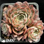 Echeveria Onslow Clustering