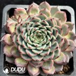 Echeveria Fruit Sugar
