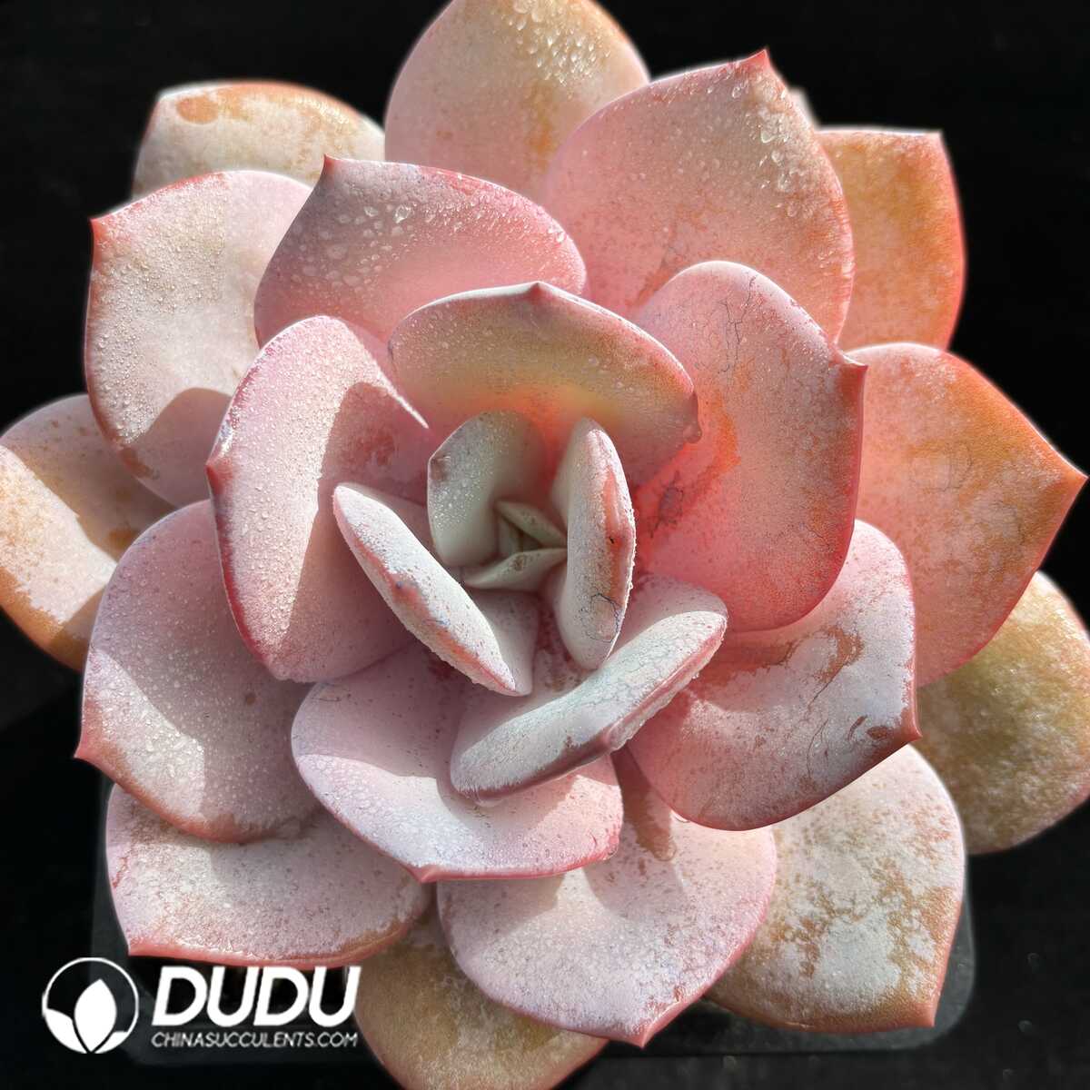 e201-840.jpg Echeveria Milky Tea - Image 1