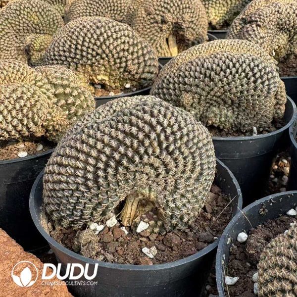 e201-841.jpg (Grafted)Rebutia Black Widow Cristata - Image 1