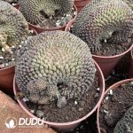 (Grafted)Rebutia Black Widow Cristata