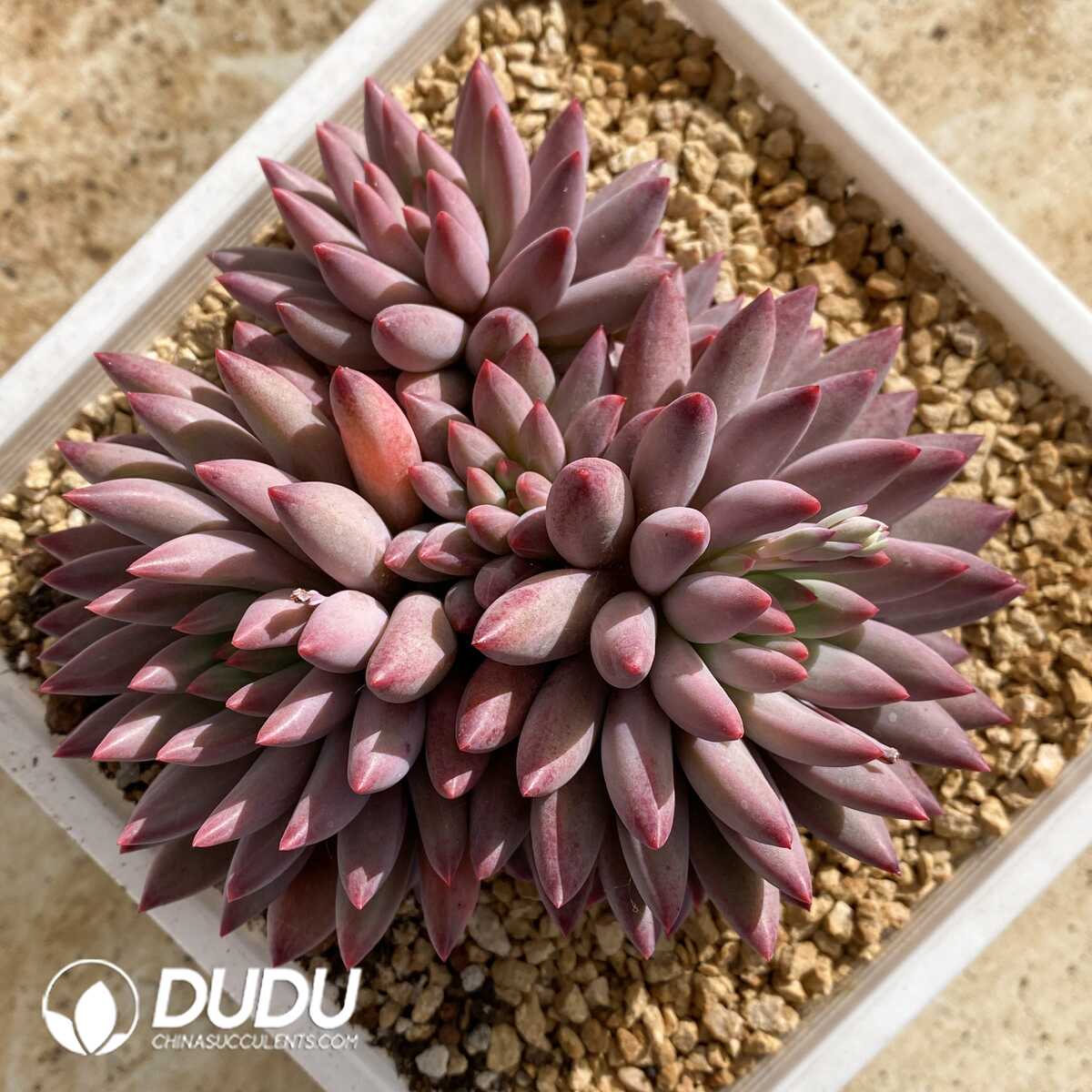 e201-843.jpg Pachyphytum Consort Yu Clustering - Image 1