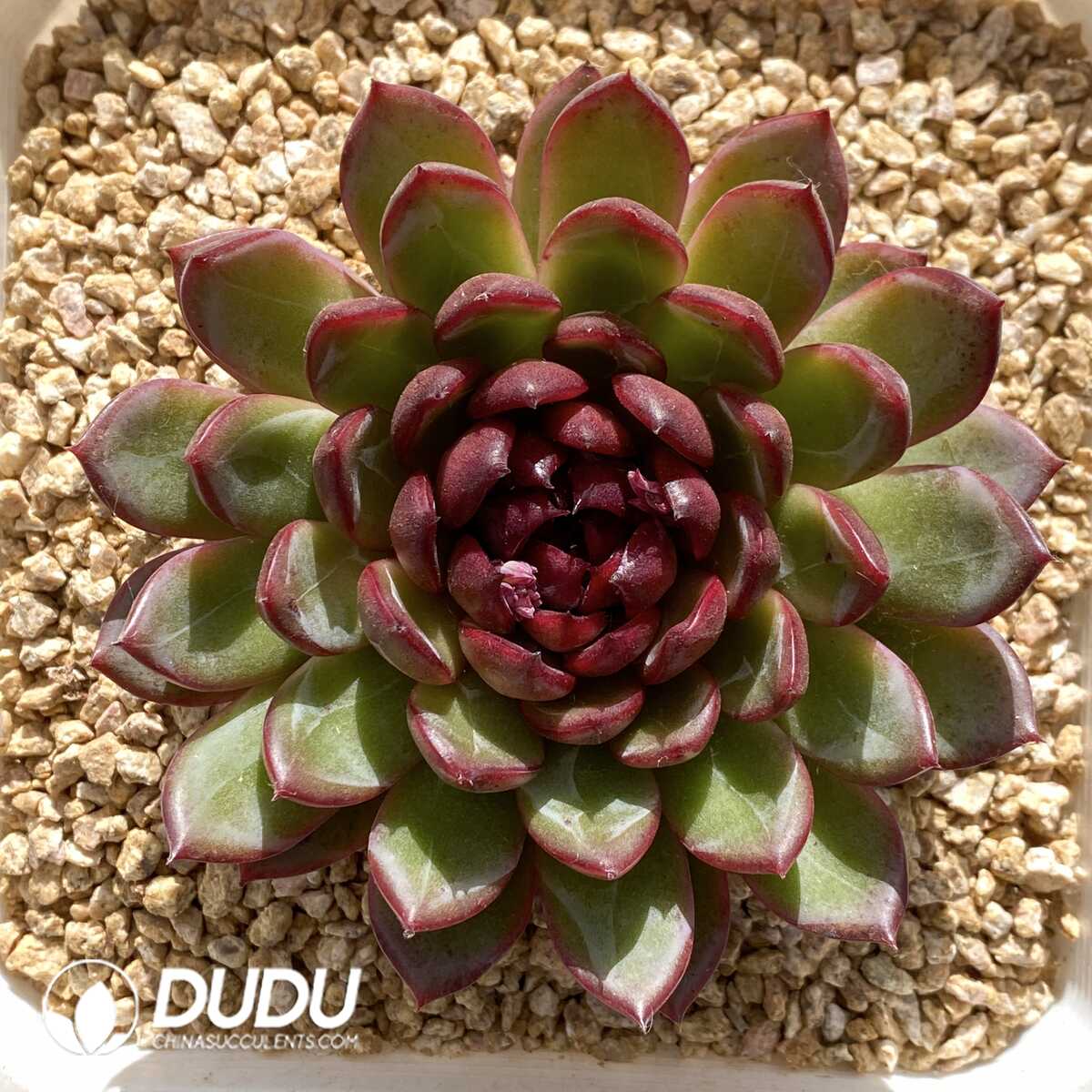 e201-844.jpg Echeveria Jenny - Image 1