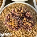 Echeveria Peach Blossom Land Cristata