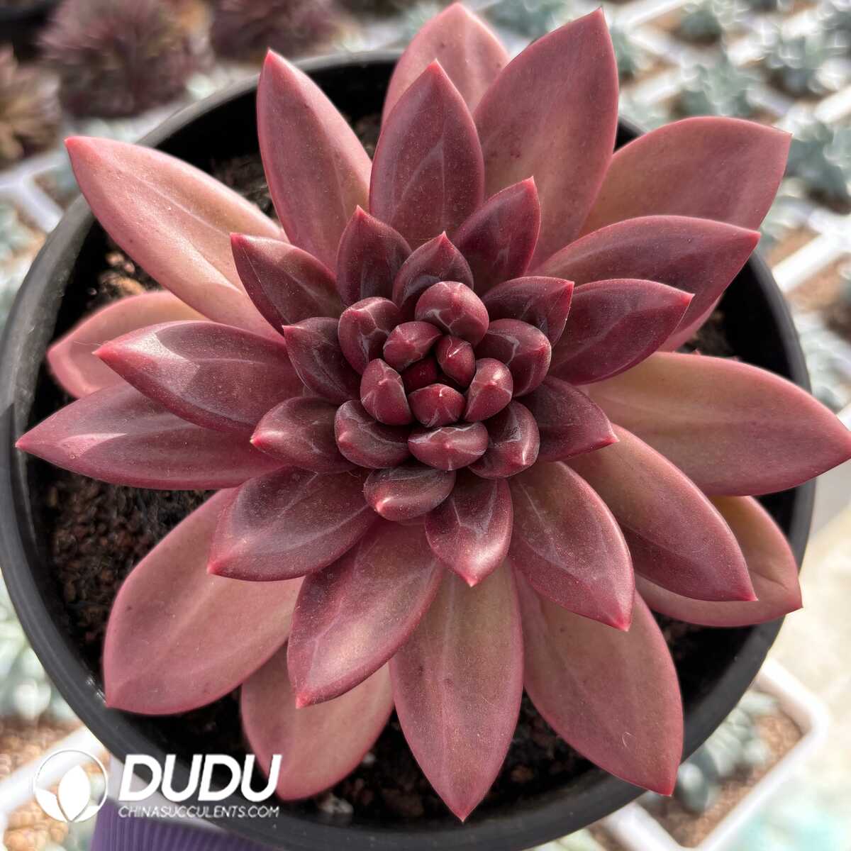 e201-846.jpg Echeveria Misty Bubbles - Image 1