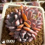 Echeveria Monroe Clustering