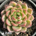 Echeveria Jenny