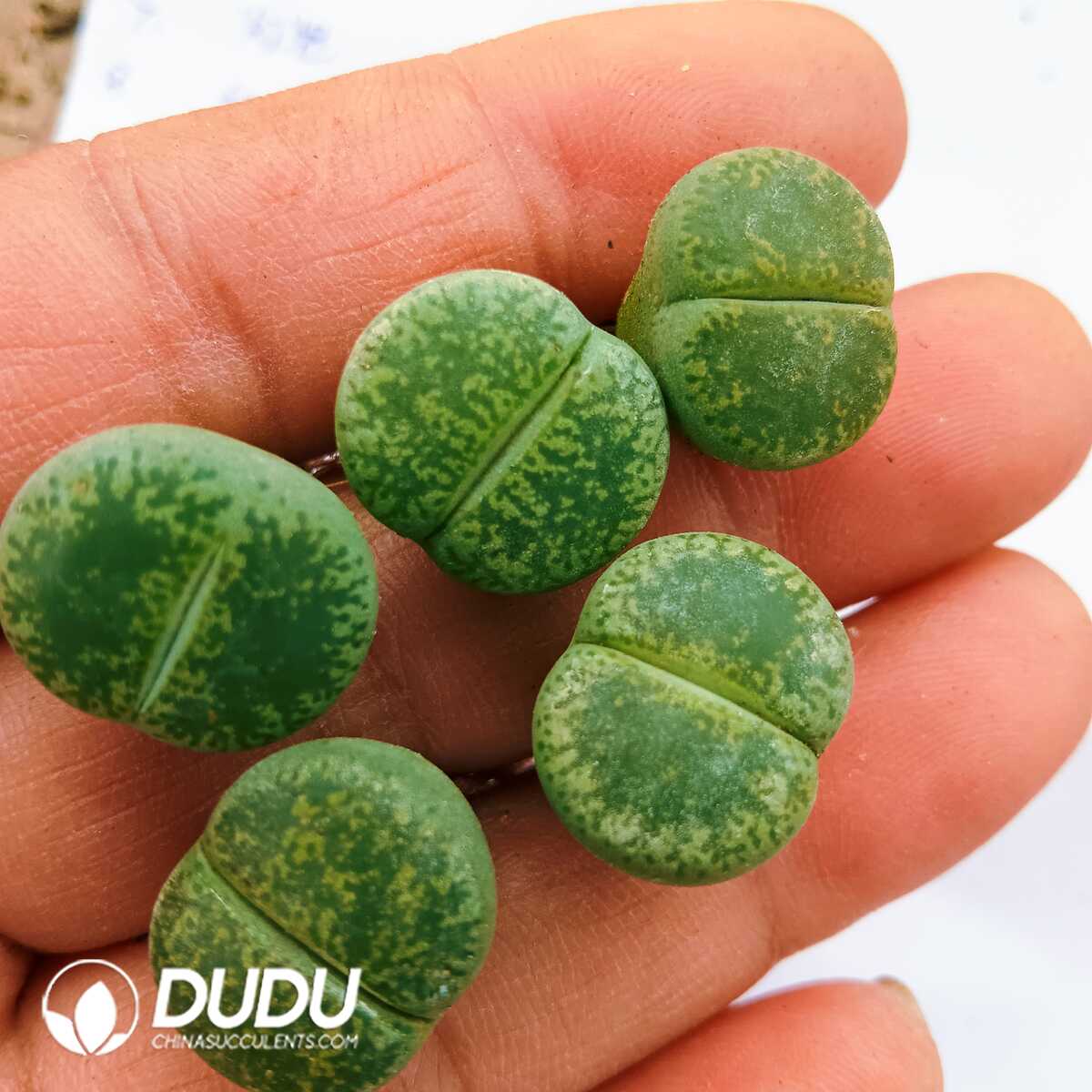 e201-85.jpg Lithops Green Lesliei - Image 1