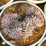 Echeveria Solomon Cristata