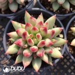 Pachyphytum Second Generation Consort Yu