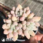 Pachyphytum Milky