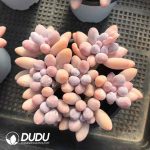 Pachyphytum Perfume Fingers Clustering