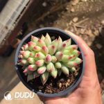 Pachyphytum Papaver rhoeas Double Heads