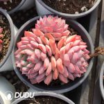 Echeveria Dessert Rose Clustering